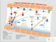 Fibrin & Fibrinolysis